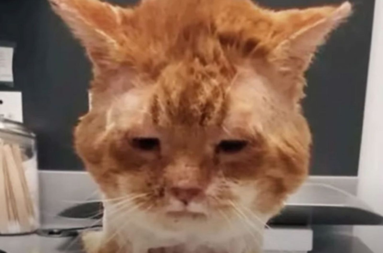 injured ginger cat