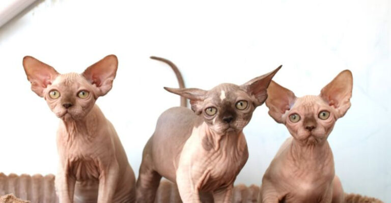 10 Tips On How To Care For A Hairless Cat