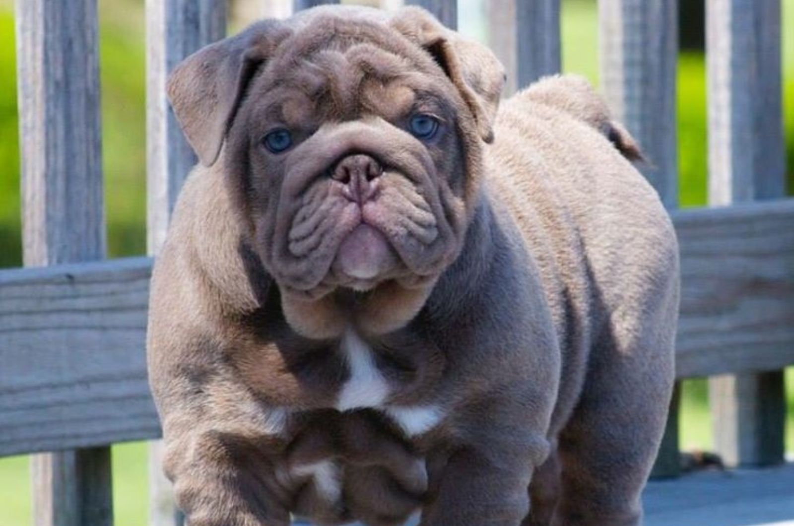 lilac bulldog