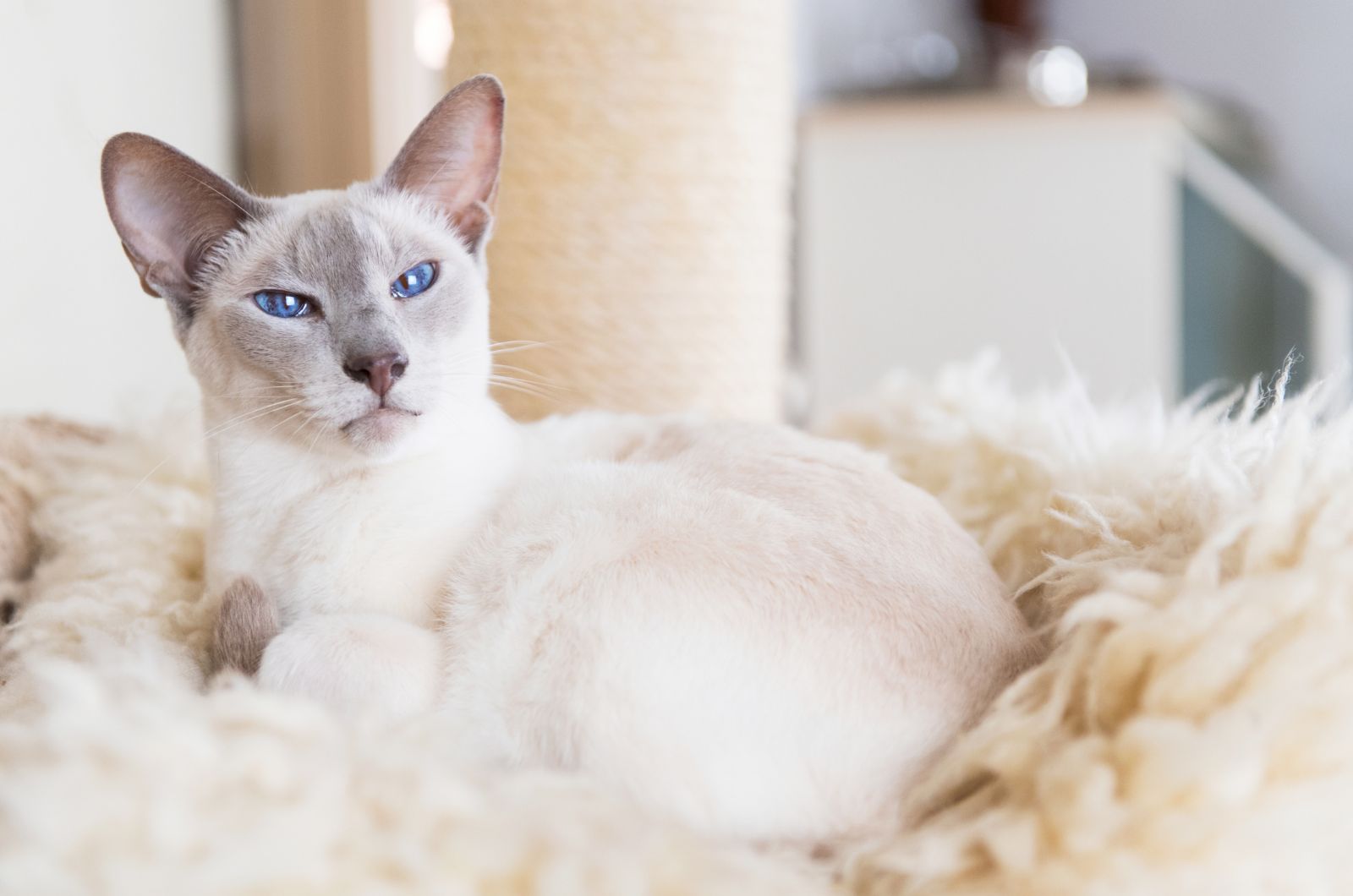 lilac point siamese