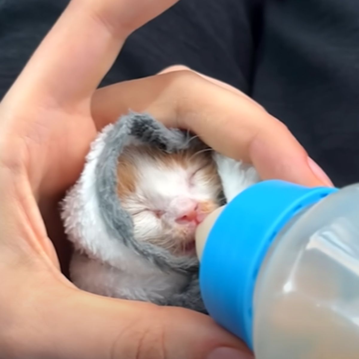 man feeding a newborn kitten