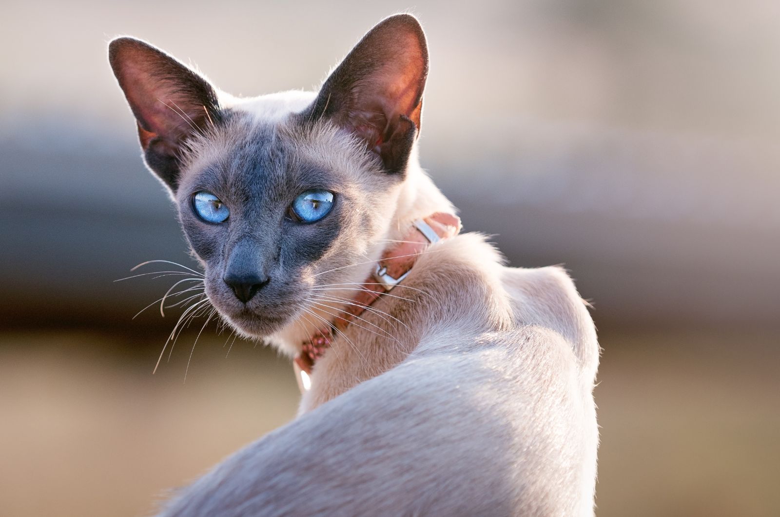 modern siamese