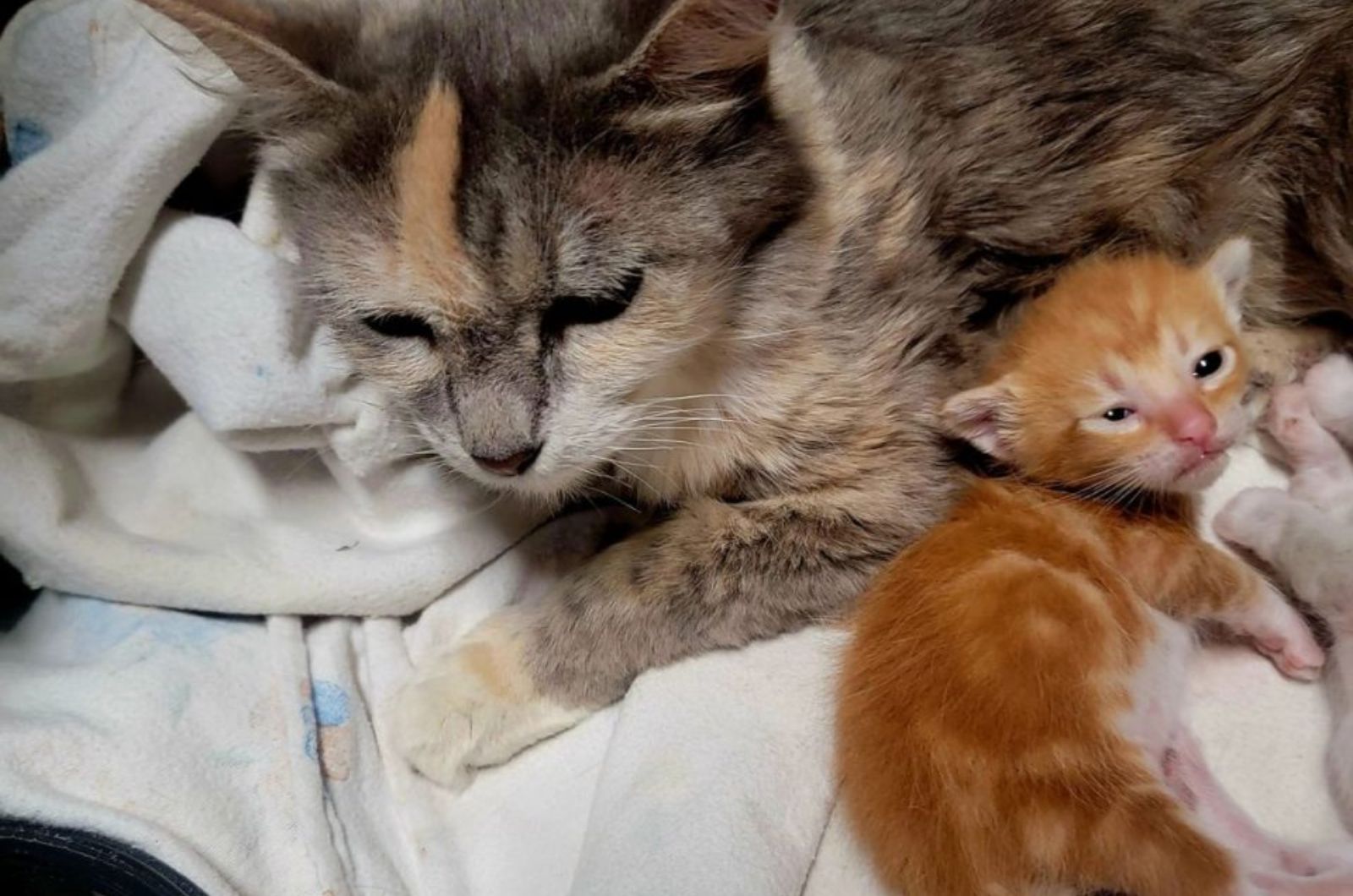 mother cat and newborn kitten