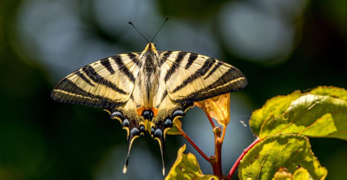 10 Interesting Facts About Eastern Tiger Swallowtail Butterflies And Caterpillars