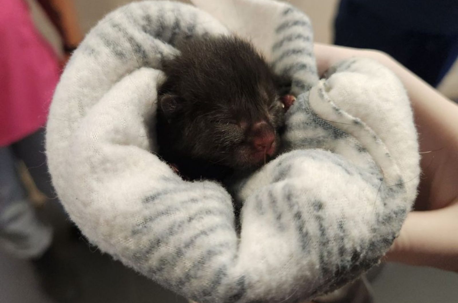 newborn black cat