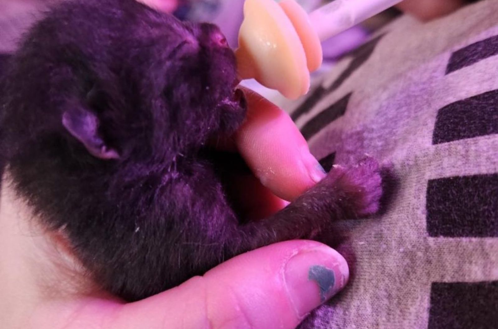 newborn kitten drinking a milk