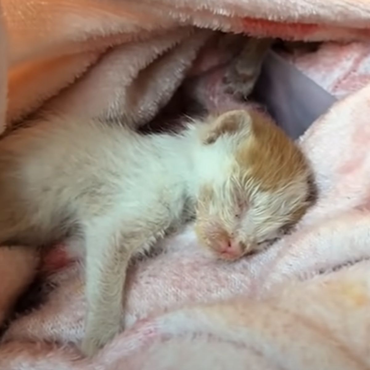 newborn tiny kitten