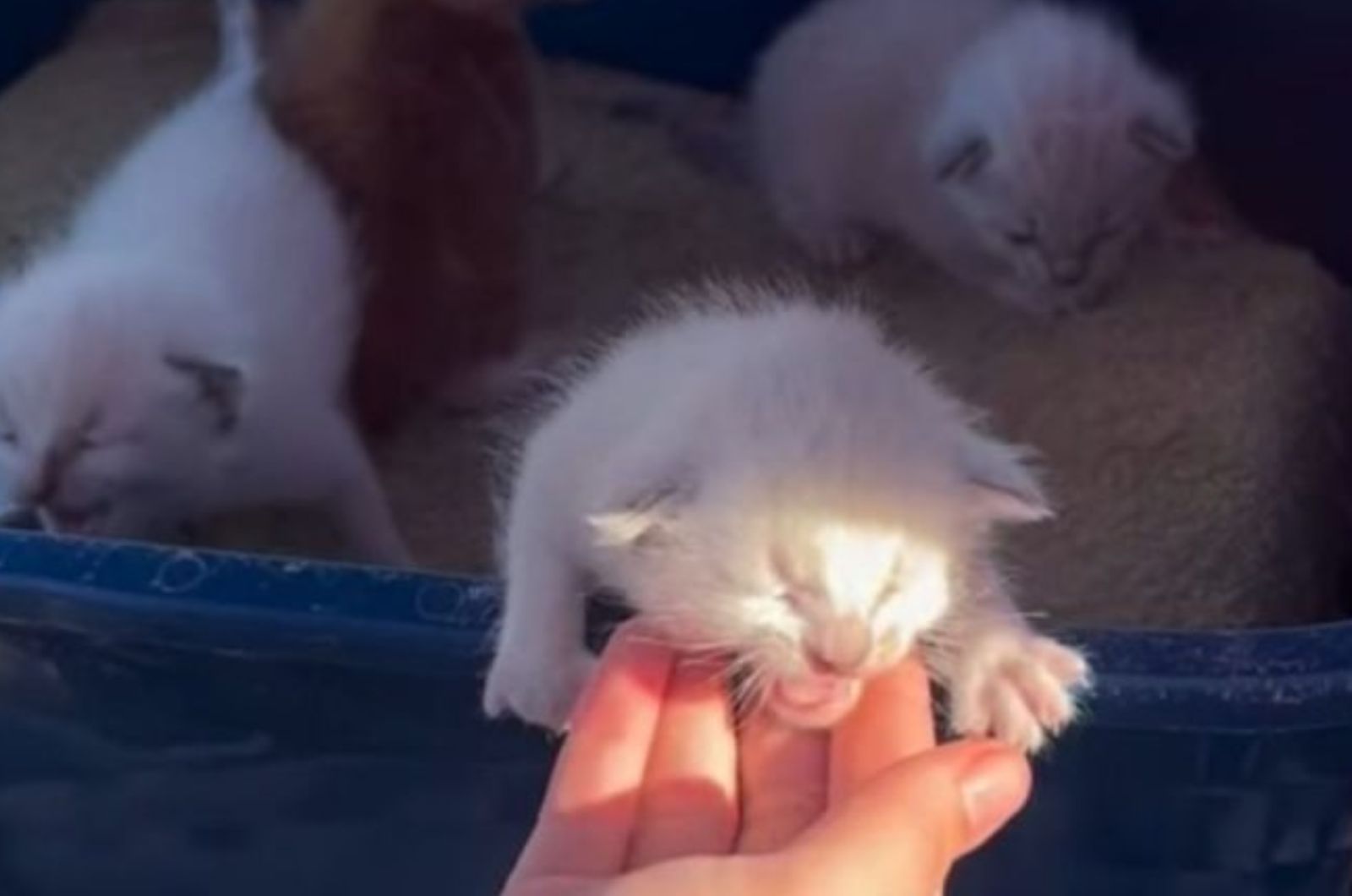 newborn white kitten