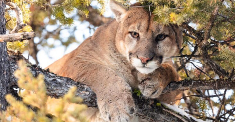 7 Amazing Wild Creatures Roaming Through U.S. National Parks
