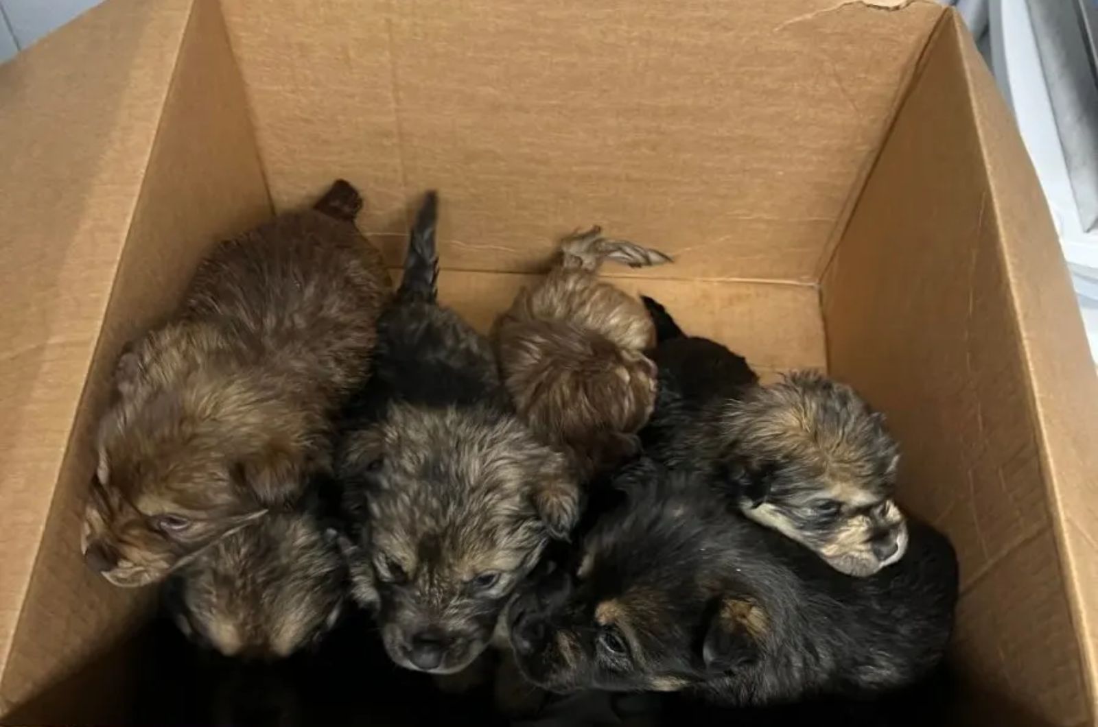 puppies in a box