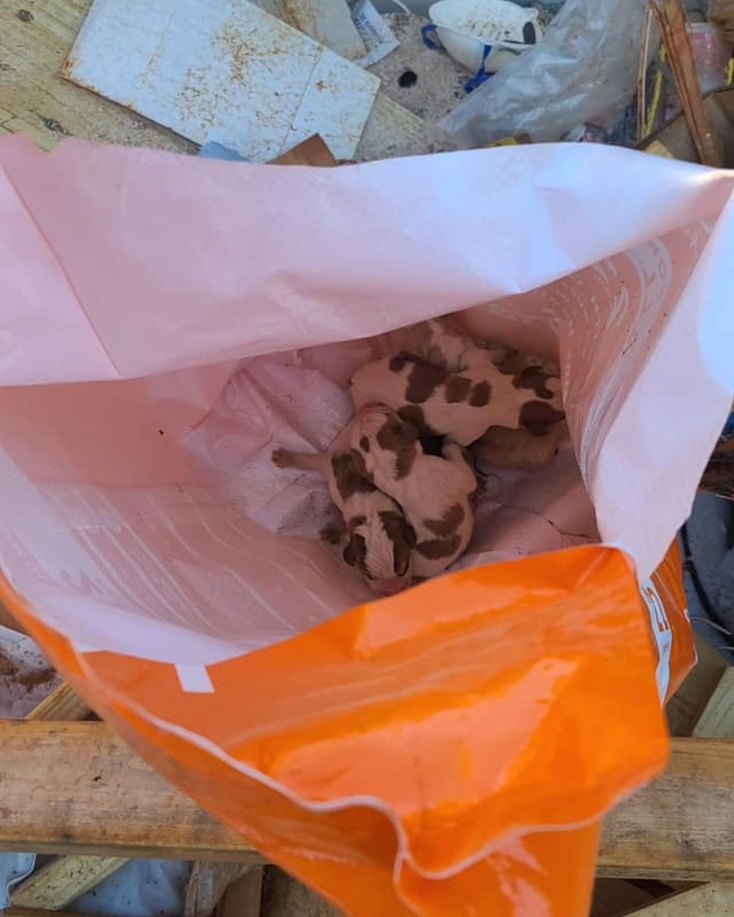 puppies in dumpster