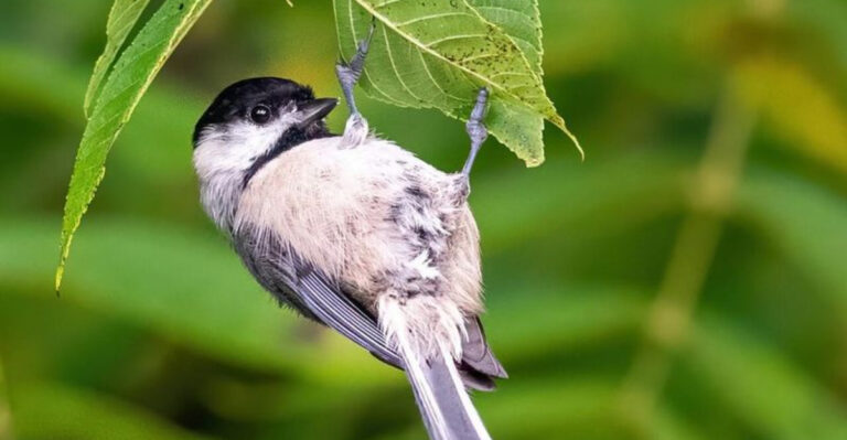 The Ideal Bird You Should Attract Into Your Garden For Effortless Pest Control