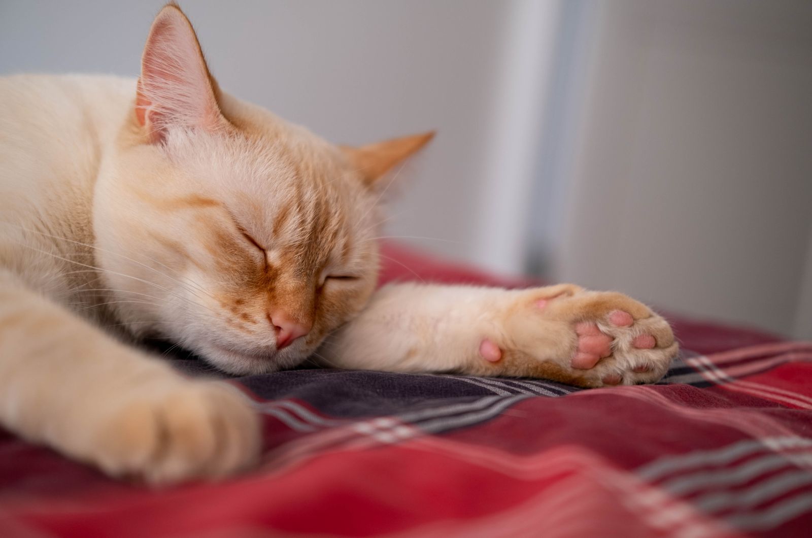red point siamese