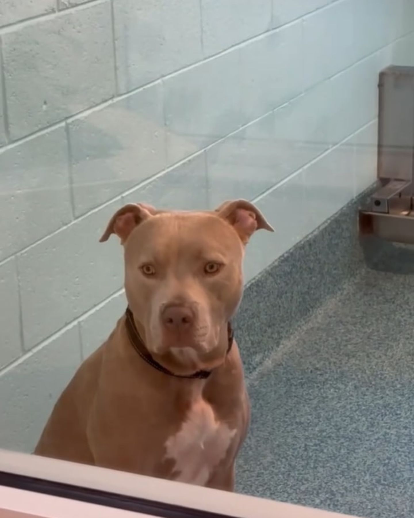 senior dog in shelter