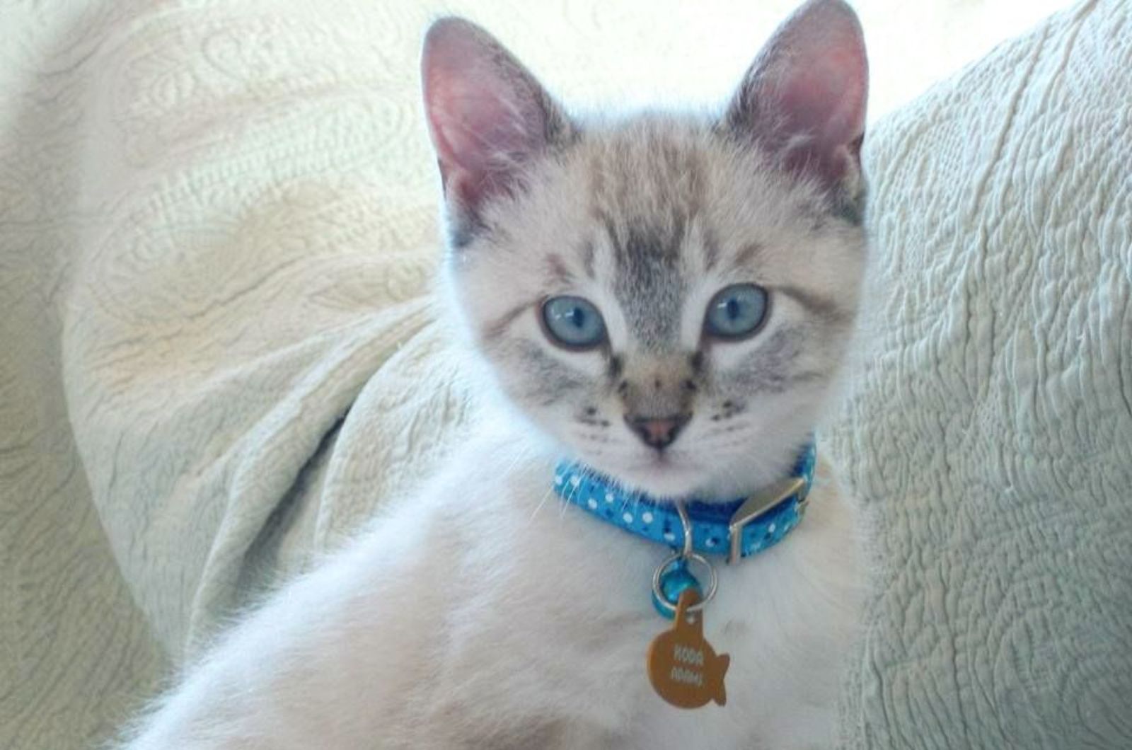 silver point siamese