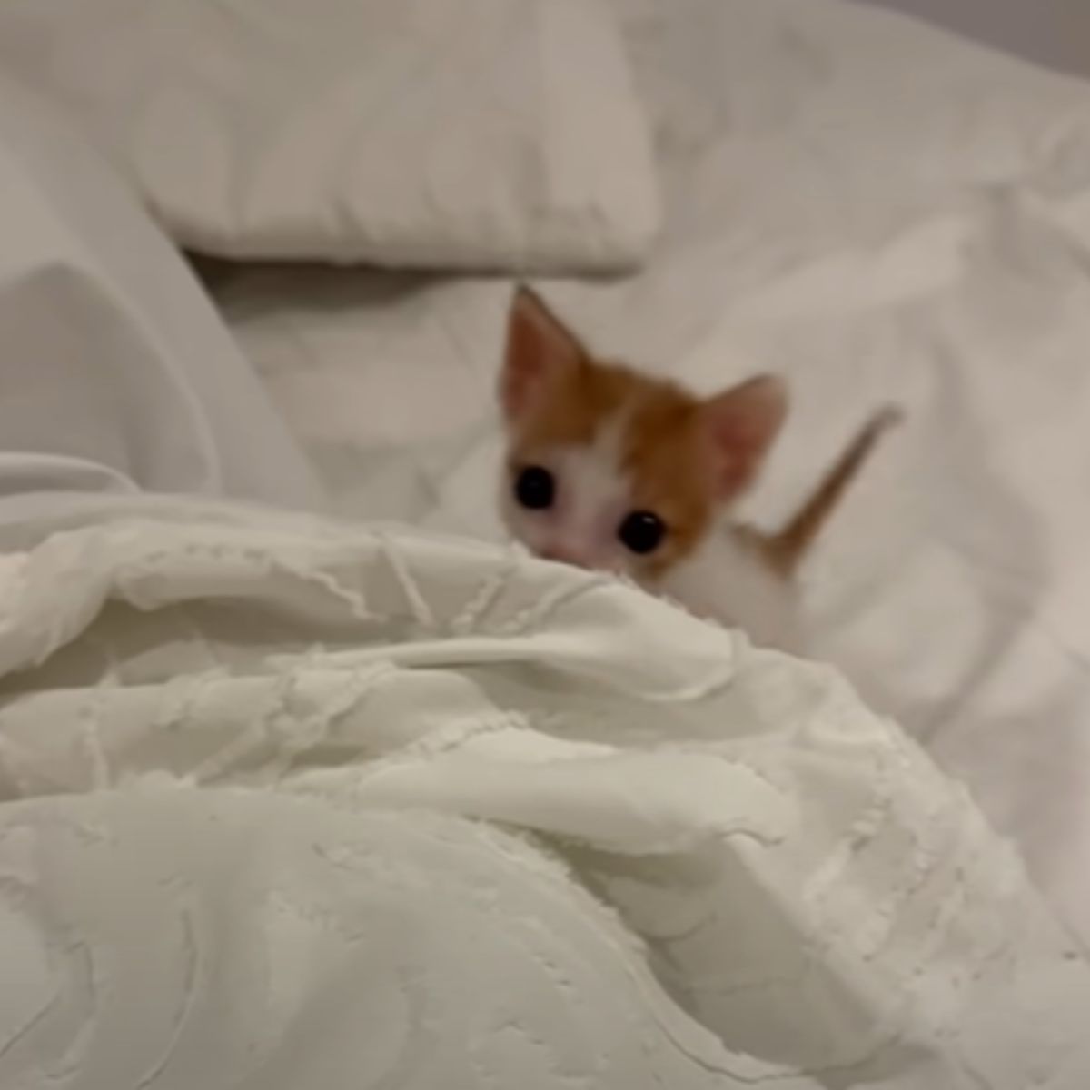 sweet tiny kitten