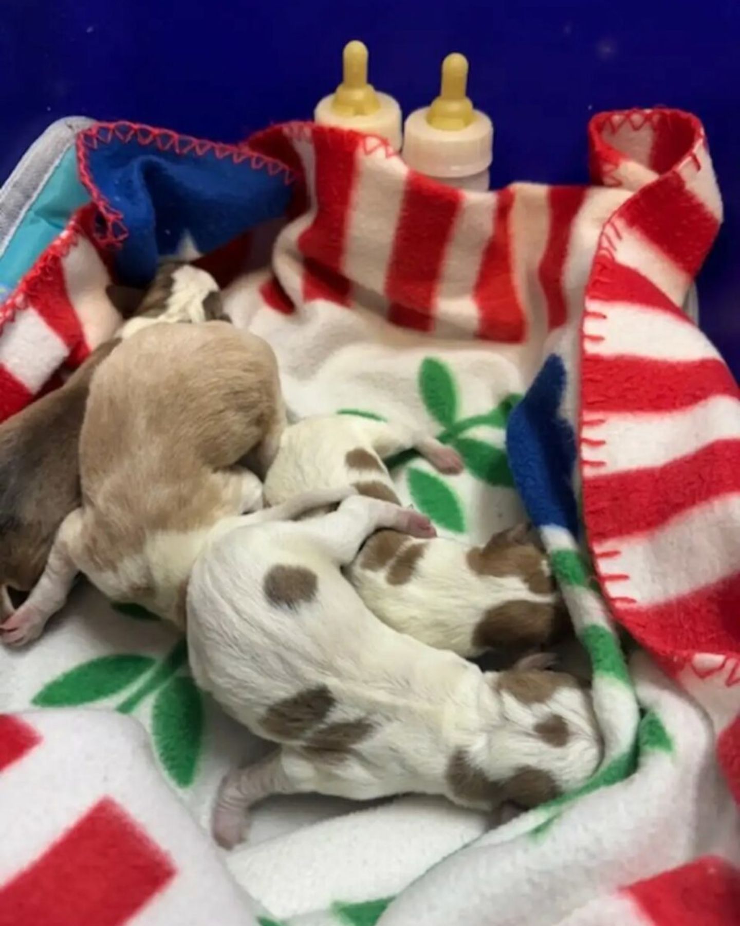 sweet tiny puppies