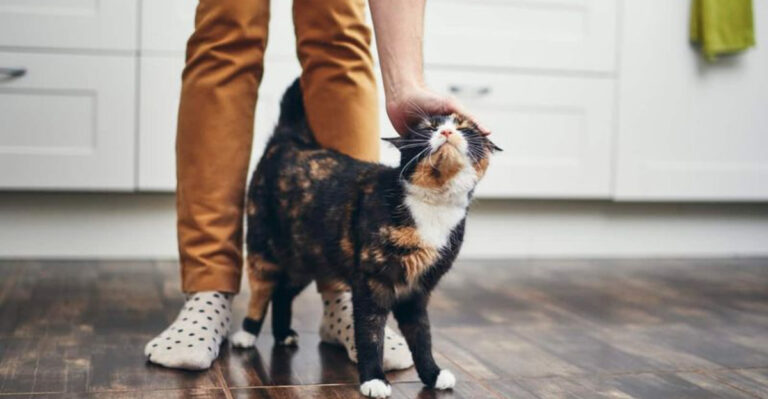 13 Useful Tips And Tricks That Will Make Anyone A Better Cat Owner