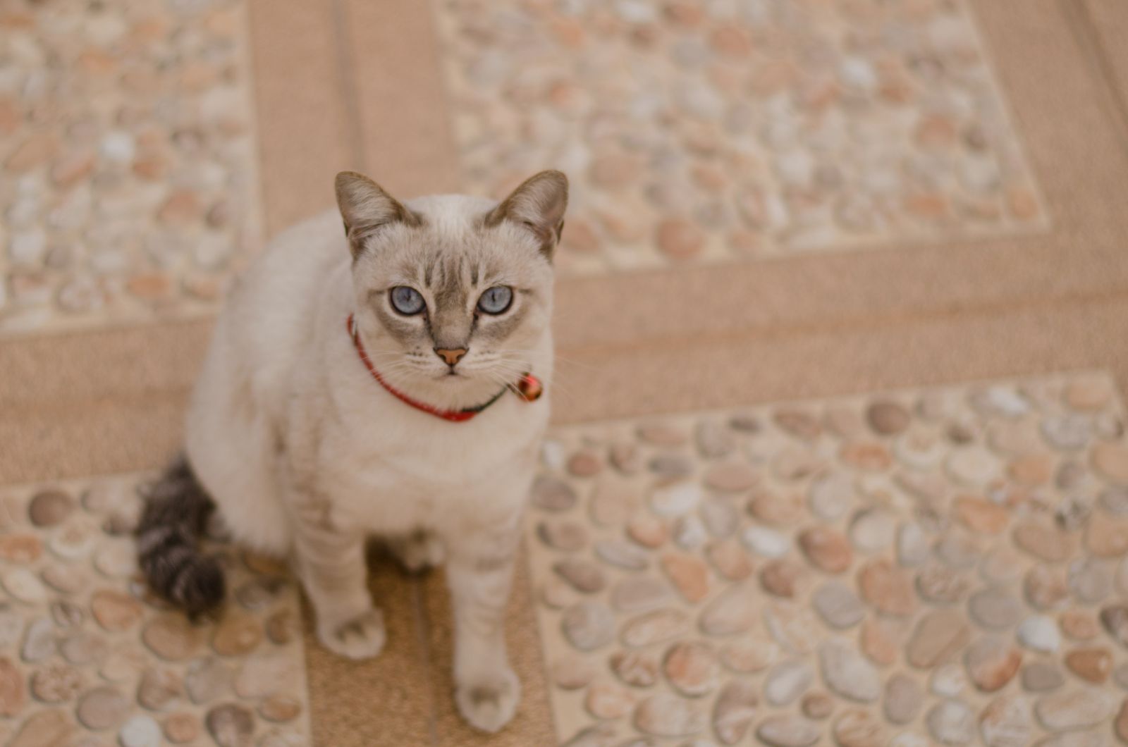 tabby point siamese