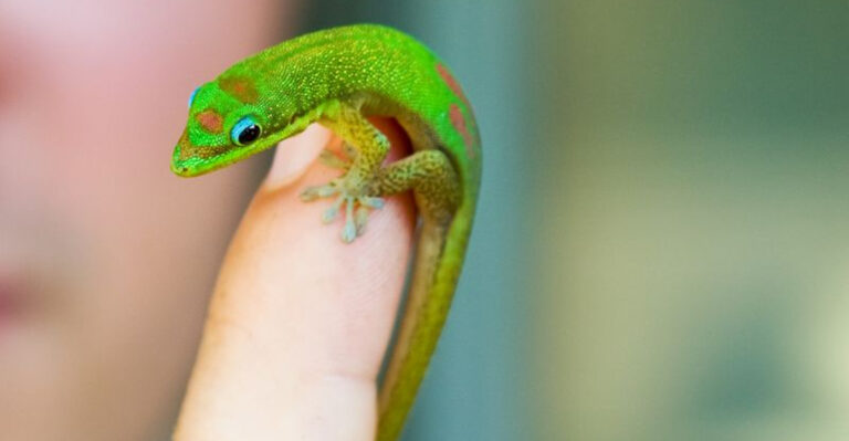 These Are The Smallest Reptiles Ever Spotted In The U.S.