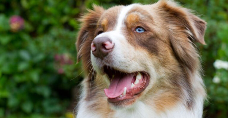 Thinking About Getting A Dog? Here Are The 12 Best-Behaved Breeds