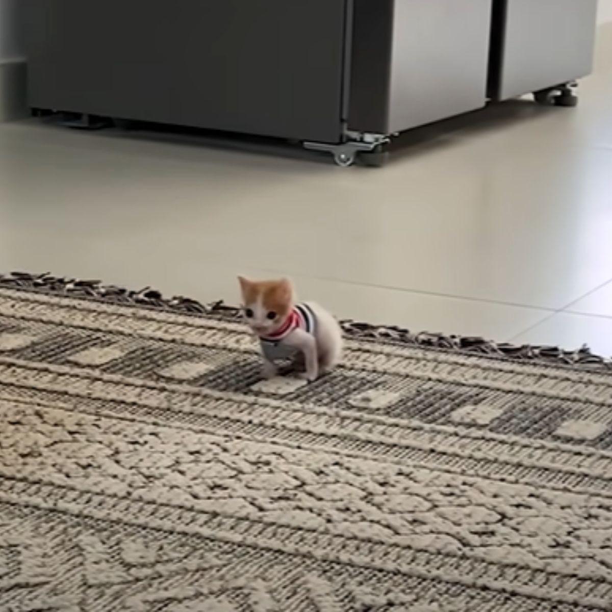 tiny kitten on a rug