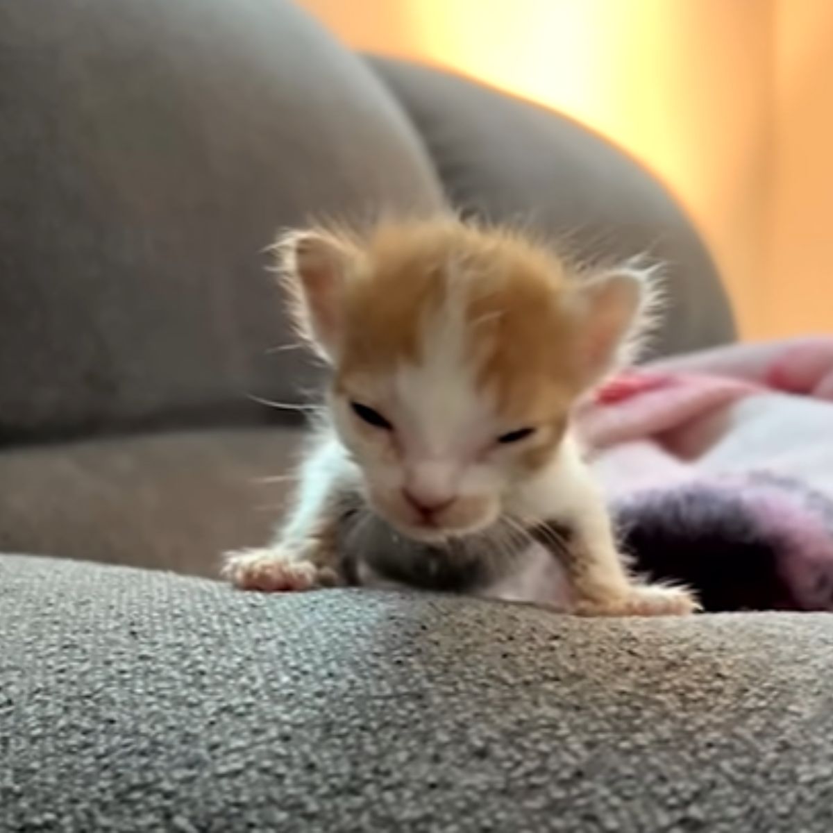 tiny kitten