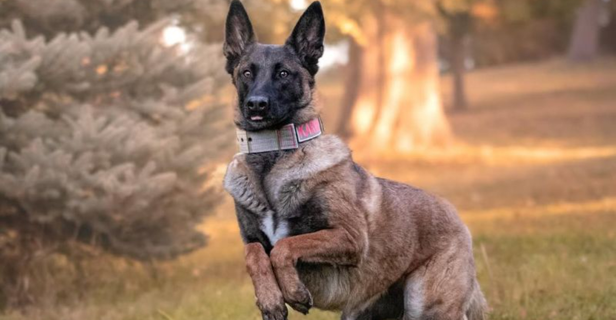 Top 22 Dog Breeds Seniors Should Never Own For A Safe And Comfortable Lifestyle