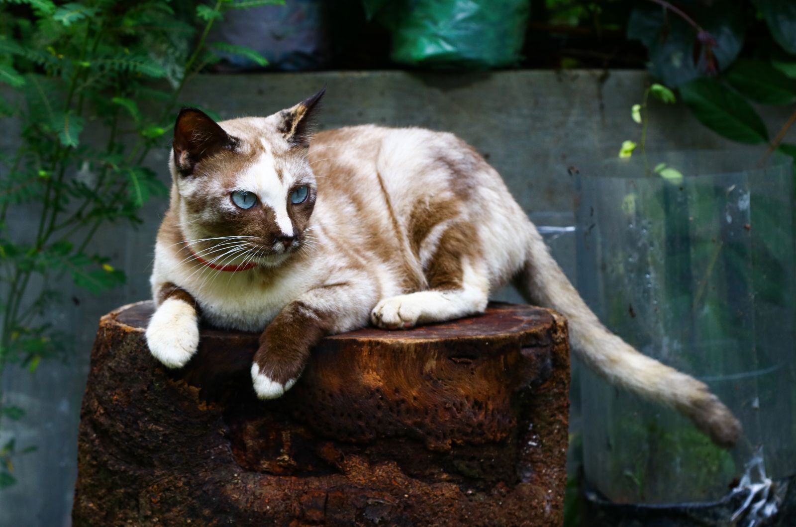 tortie point siamese