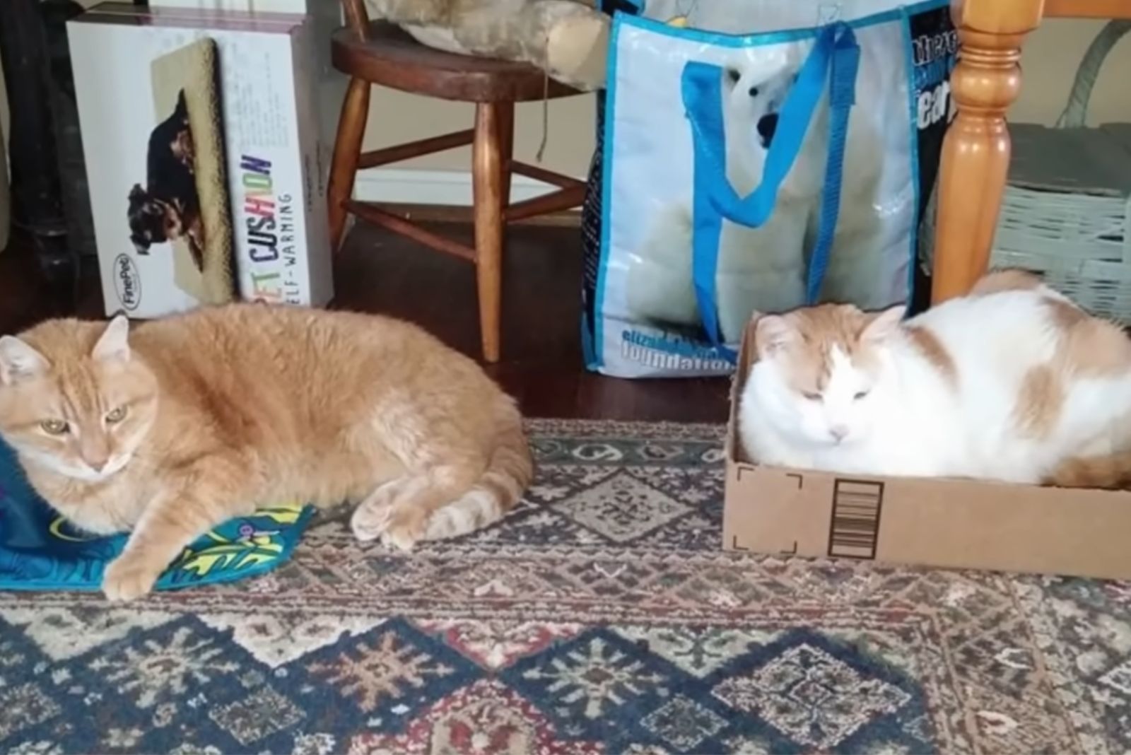 two cats laying down