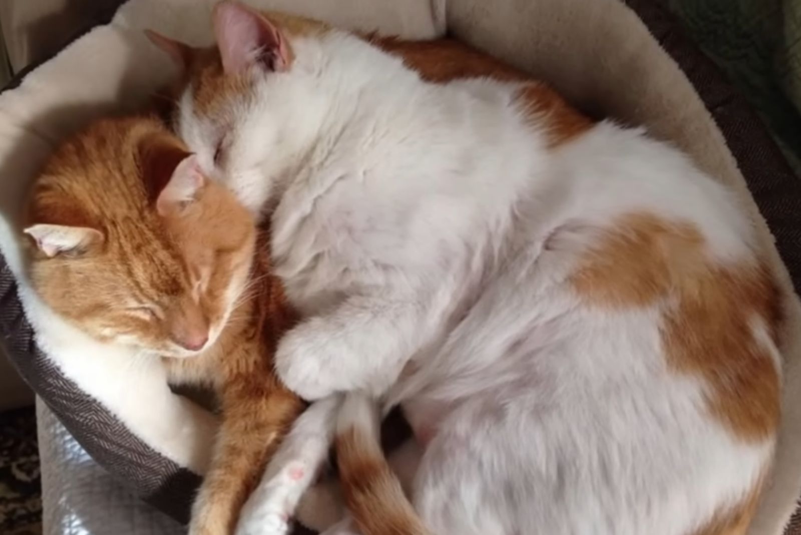 two cats sleeping together