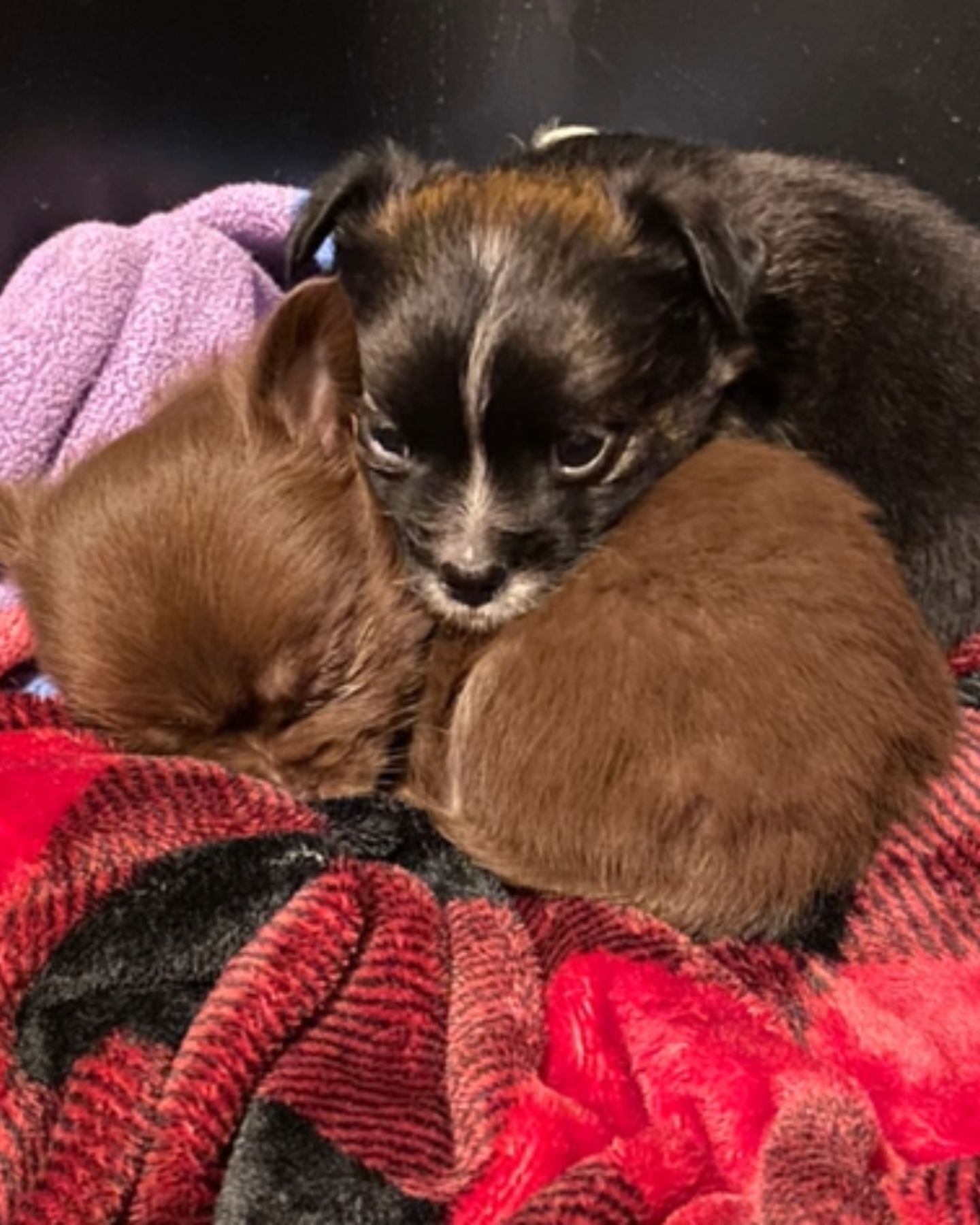 two cute baby chihuahuas