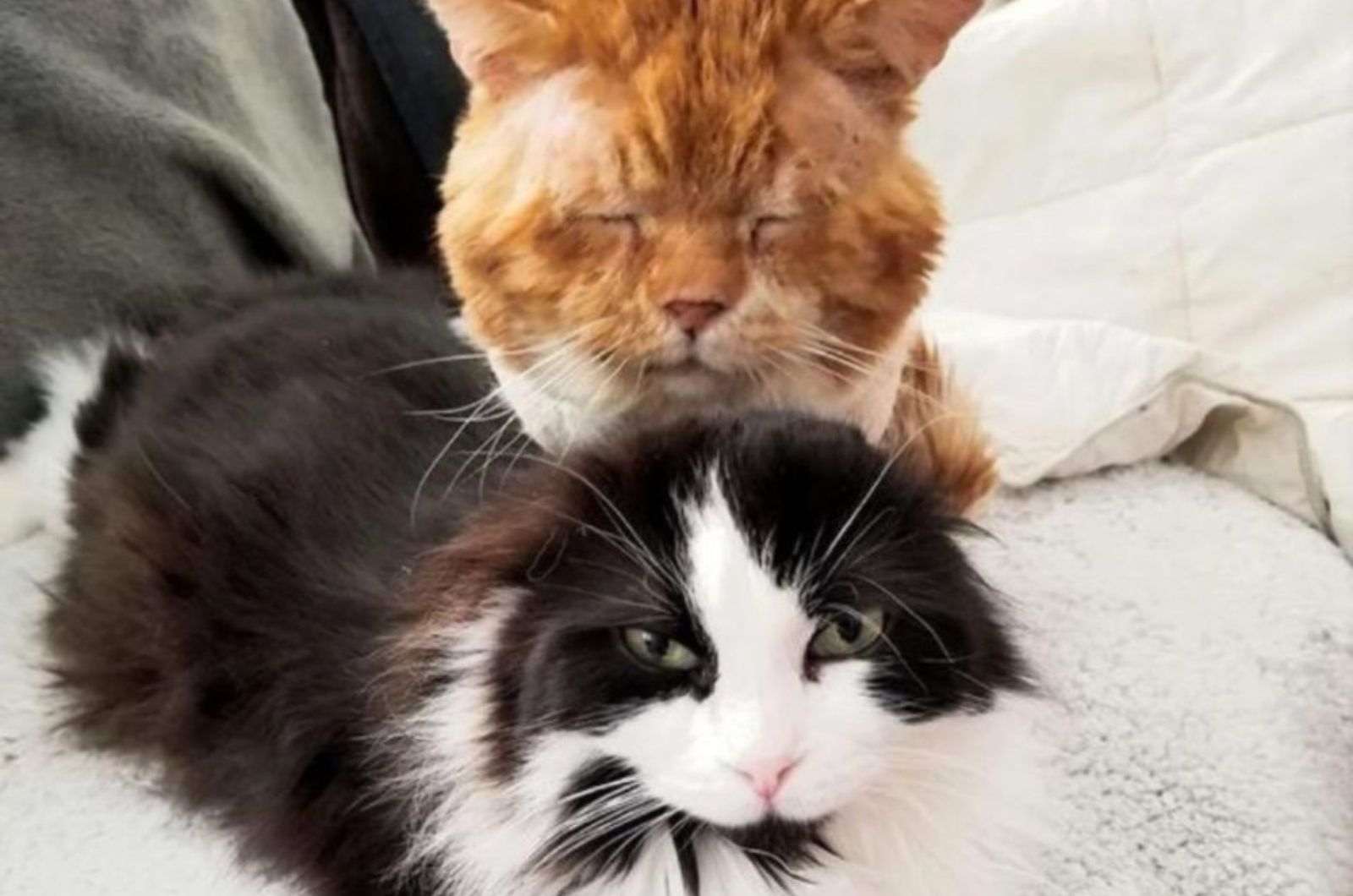 two cute cats