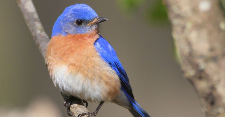 27 Stunning Birds Every Birdwatcher In America Should See