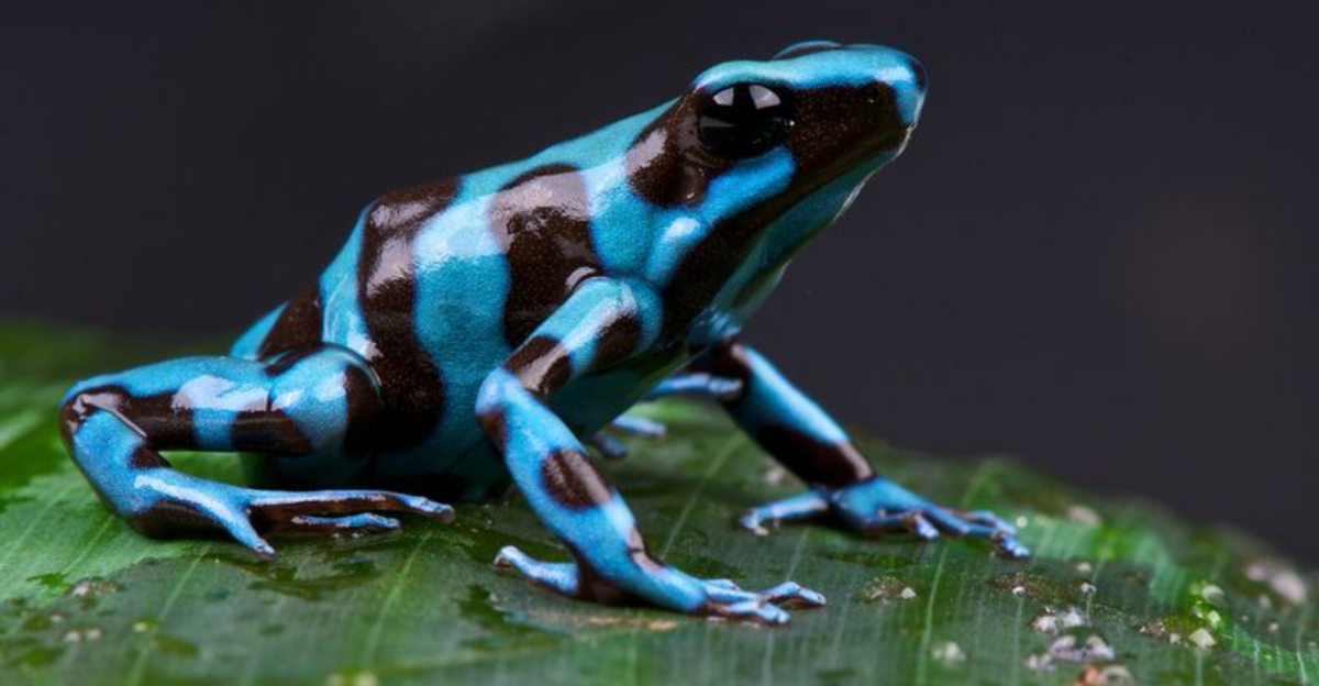 17 Weird And Incredible Frog Facts