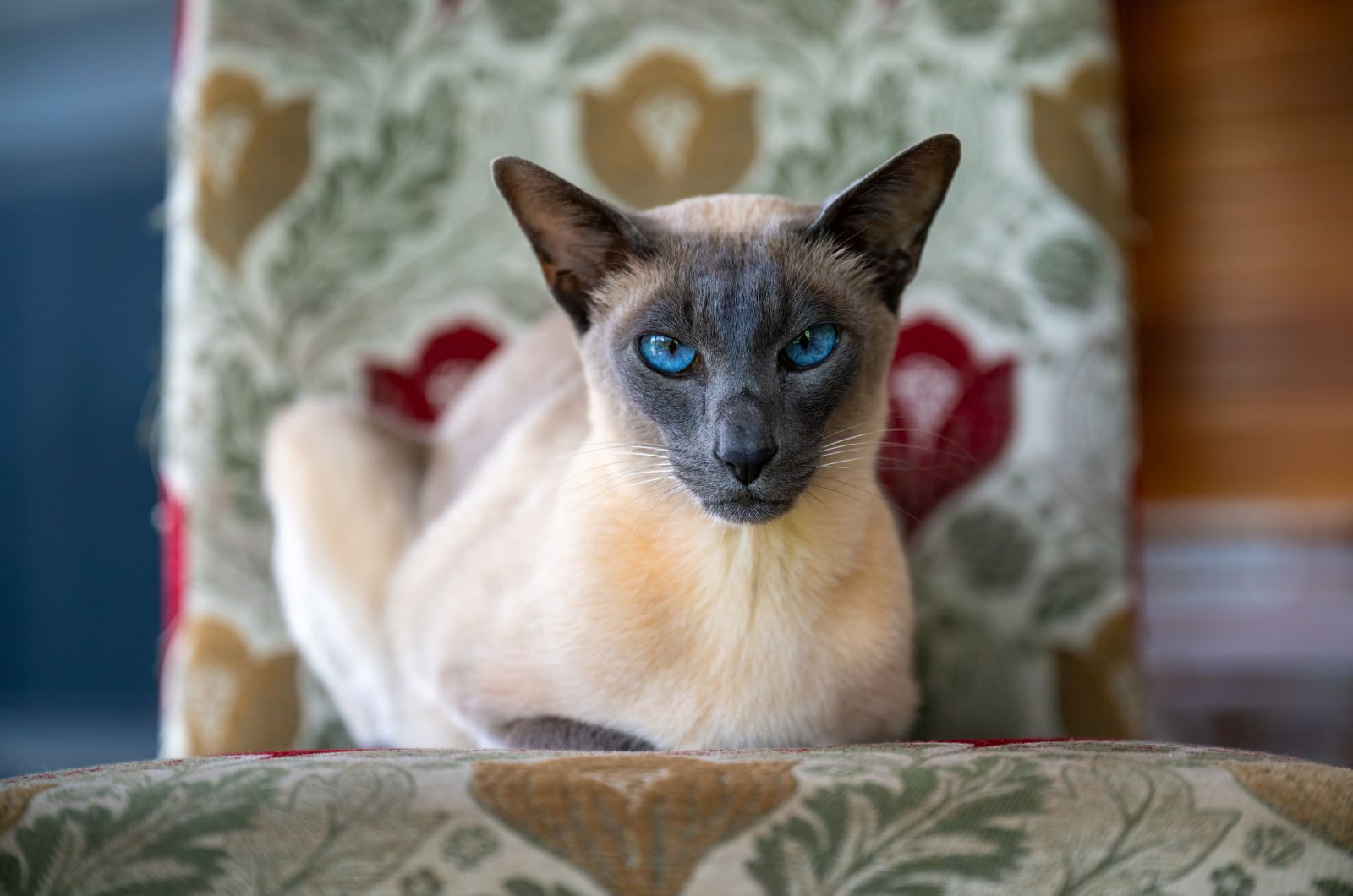 wedgehead siamese