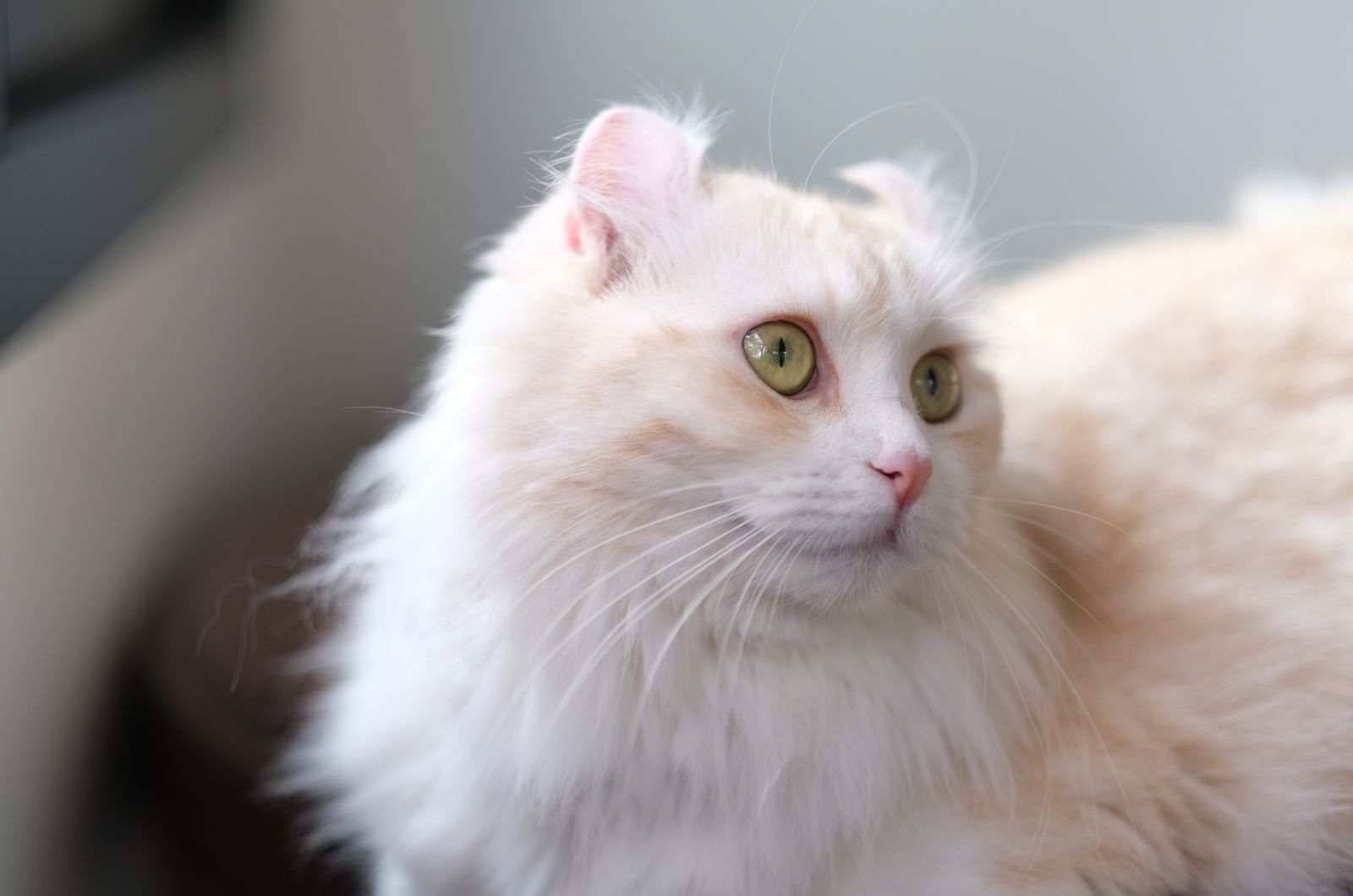 28 Gray And White Cat Breeds We Can't Help But Love (Full List With Pictures)