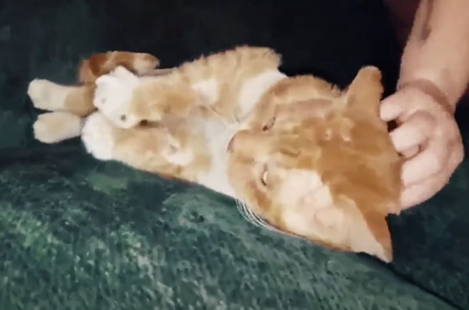 woman petting a ginger cat