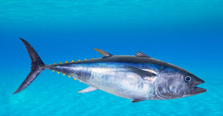 World Record-Breaking Tuna: Largest One Ever Caught
