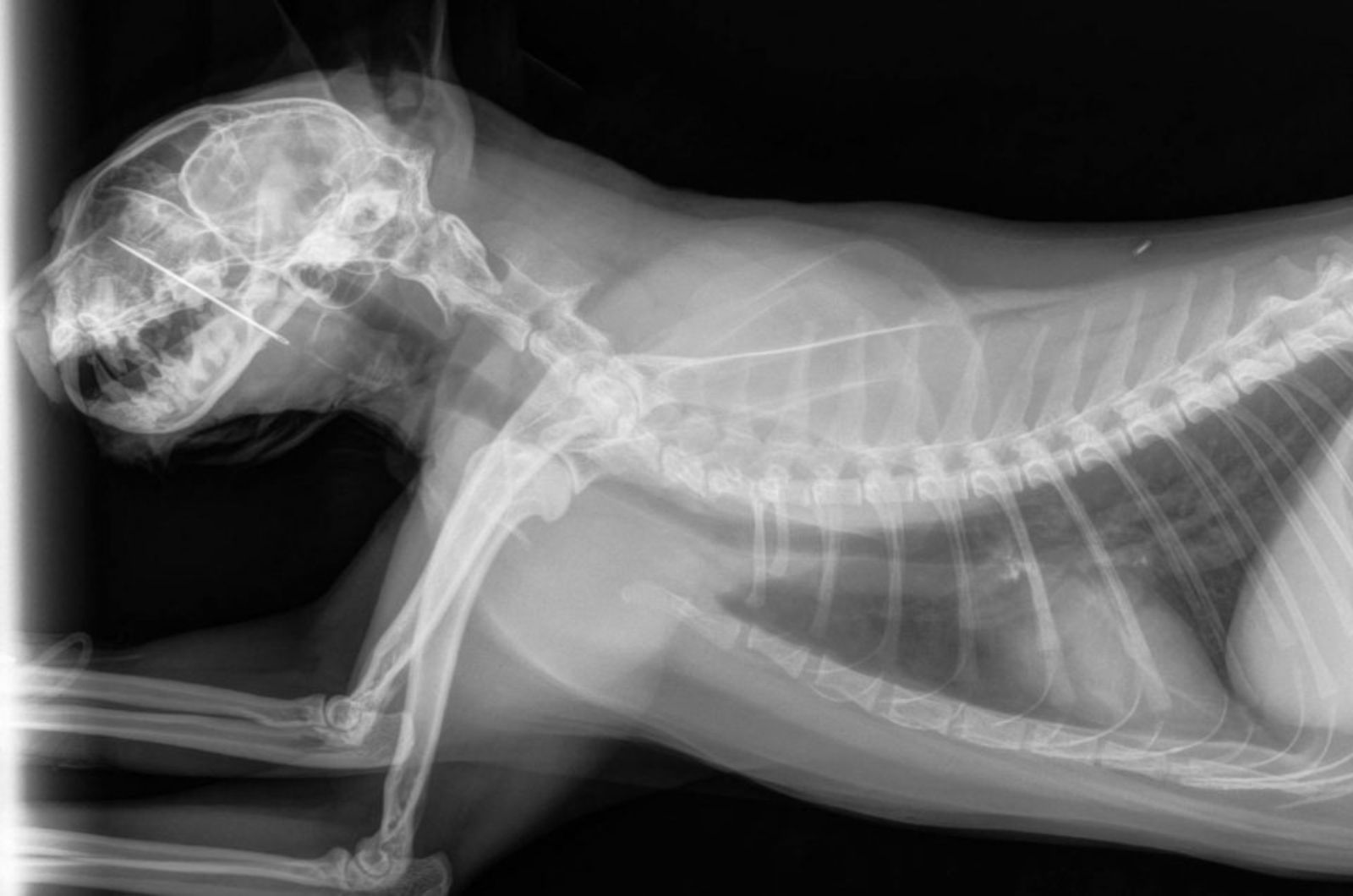 x-ray of a cat