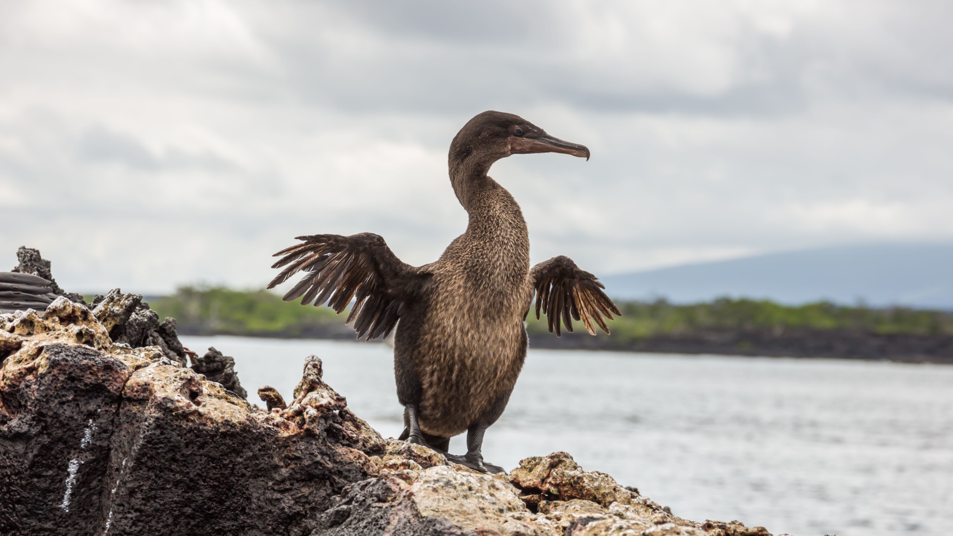 10 Amazing Animals You’ll Find In The Galápagos