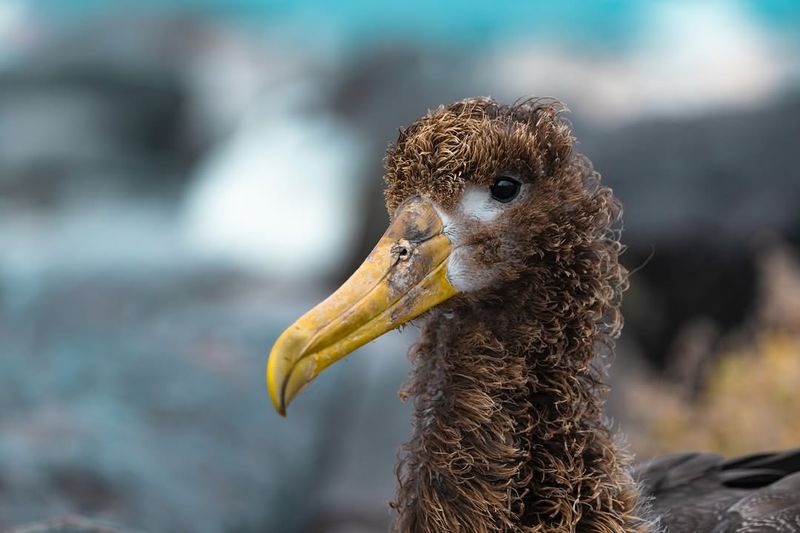 Waved Albatross