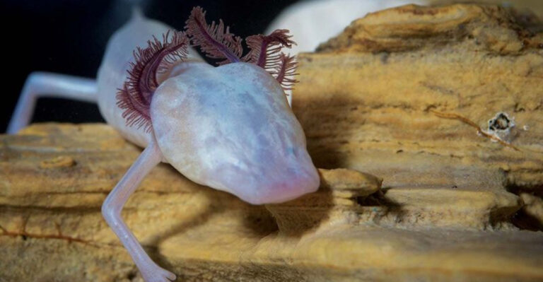 10 Animals Scientists Did Not Know Existed In The US