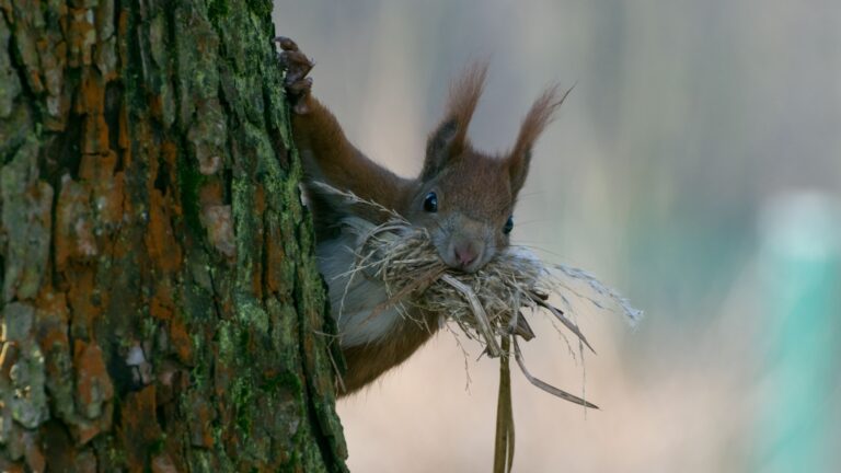 10 Animals You Didn’t Know Built Nests