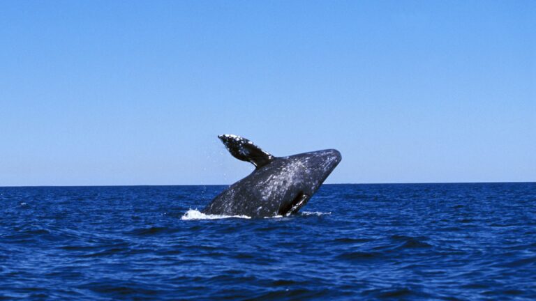 10 Best Places To See Gray Whales In The U.S.