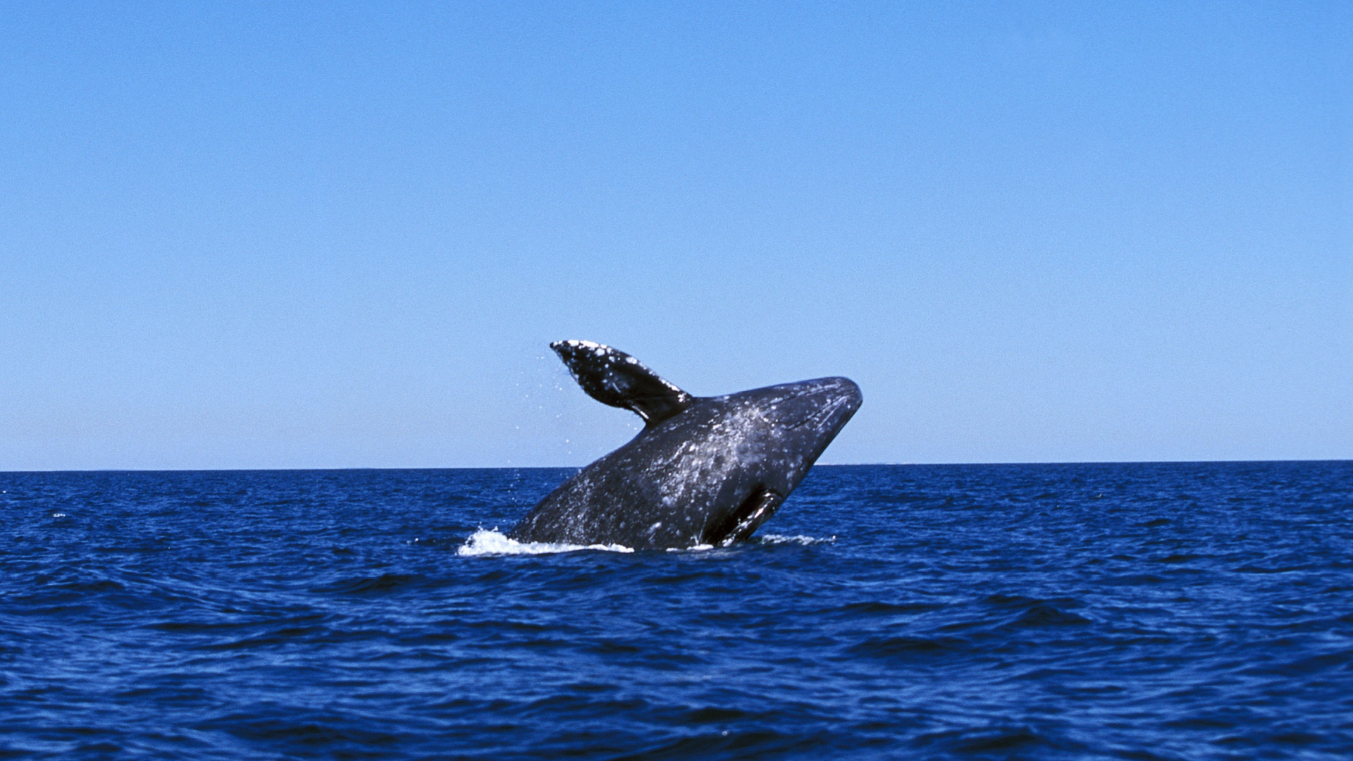 10 Best Places To See Gray Whales In The U.S.