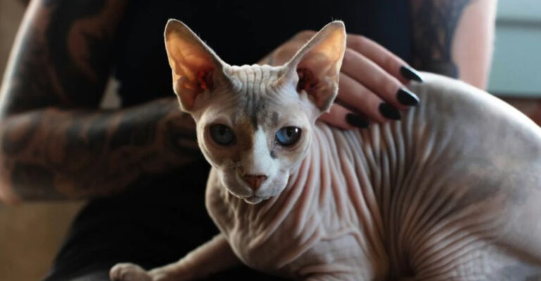 10 Cat Breeds That Are The Ultimate Cuddle Buddies