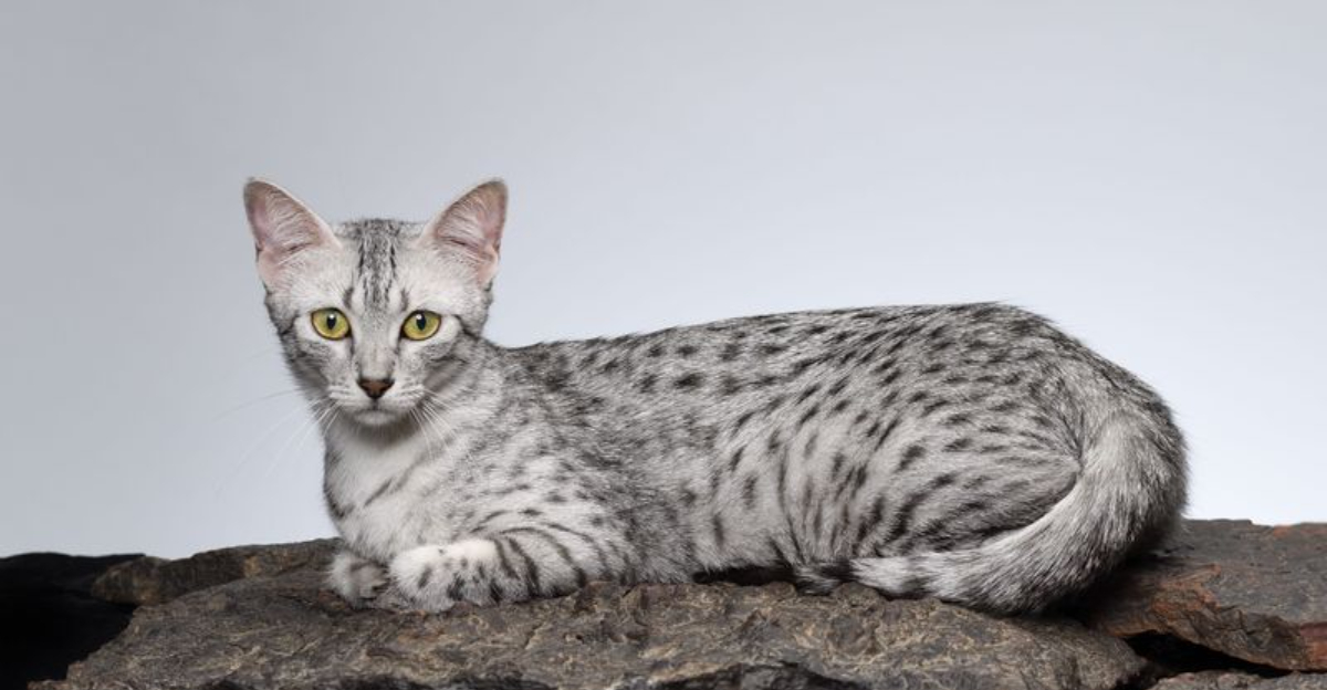 10 Domestic Cat Breeds That Are Surprisingly Dangerous