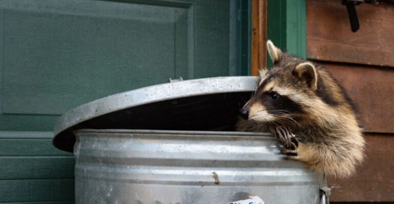 10 Enticing Smells That Draw Raccoons Into Your Yard