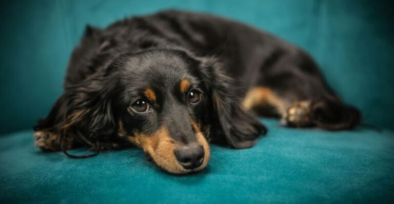 10 Essential Growth Milestones For Dachshunds And Tips For A Happy Pup